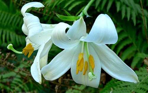 Популярни цветя - Лилии